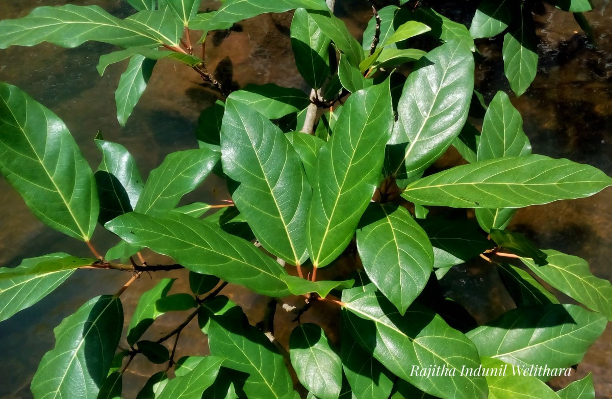 Ficus racemosa L.